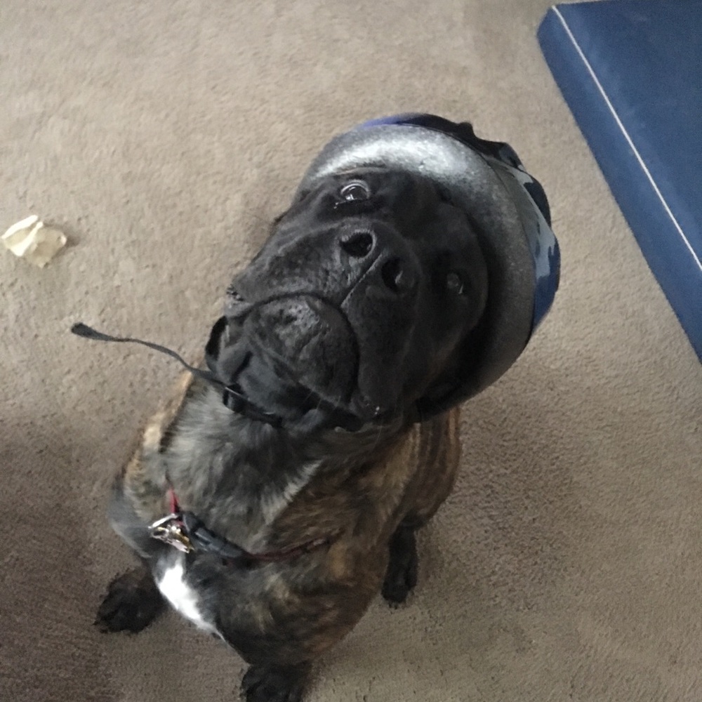 Meet your Posher, Allie
